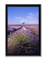 Lavande à Valensole en Provence