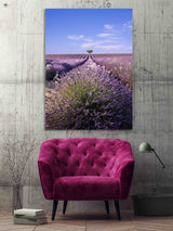 Lavande à Valensole en Provence