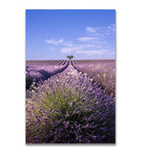 Lavande à Valensole en Provence