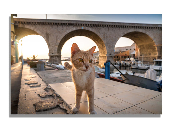 Un chaton au Vallon des Auffes à Marseille